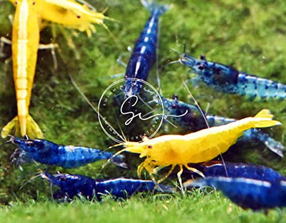 Swimming Creatures™ Premium Neocaridina Shrimp – Freshwater Aquarium Shrimp (10, Premium Mix (5 Colors)) - color: PREMIUM MIX (5 COLORS)
