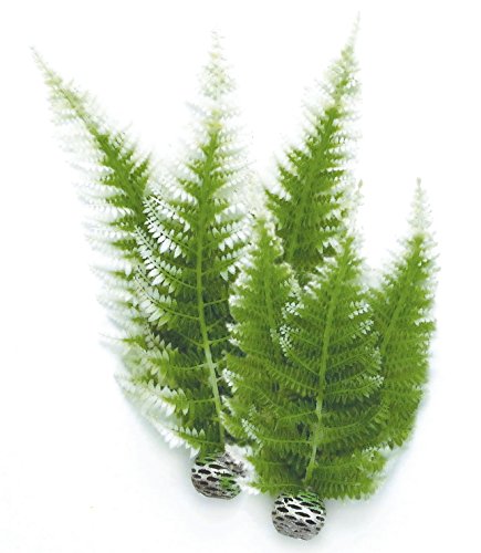 biOrb Fern Plant Pack, Winter, Medium - color: Winter Fern, size: Medium