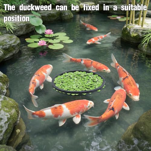 Hariendny 10 Pack Fish Feeding Ring Aquarium Floating Plant Barrier Round and Square Floating Aquarium Plant Corral Foam Fish Feeder Rings Fish-Tank Accessories for Betta Goldfish Floating-Plants