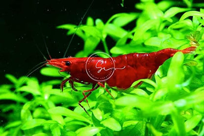 Swimming Creatures™ Freshwater Aquarium Shrimp - A Perfect Combo to Brighten Your Aquarium! (20, Premium Mixed (5 Colors))