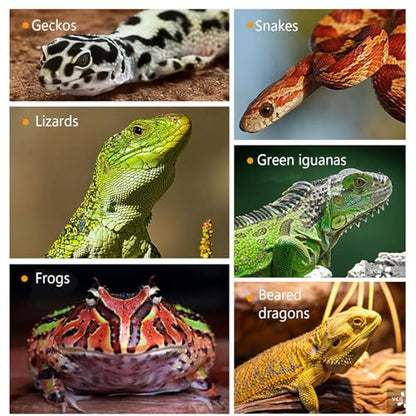 Anti-Escape Crested Gecko Food Dish, Transparent Chameleon Feeding Bowl, Acrylic Reptile Amphibian Habitat Feeders, Pet Supplies, for Tortoise Frog Snake Terrarium Lizard Spider - color: Blue