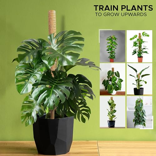 EcoNour 26.5" (2 Pack -16") Stackable Moss Pole for Monstera Plant Support | Moss Pole Sticks for Indoor Plants | Bamboo Plant Stakes,Climbing,Potted,Pothos| Philodendron & Creepers with Tie Accessory - size: 16 Inches - (2 PCS)