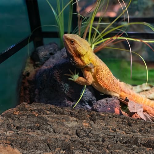 Kisangel 2Pcs Natural Cork Bark Fish Tank Decoration 11.81X7.87X0.39In Reptile Cork Bark Climbing Decor Aquarium Ornaments for Bearded Dragon Lizard Turtle Habitat