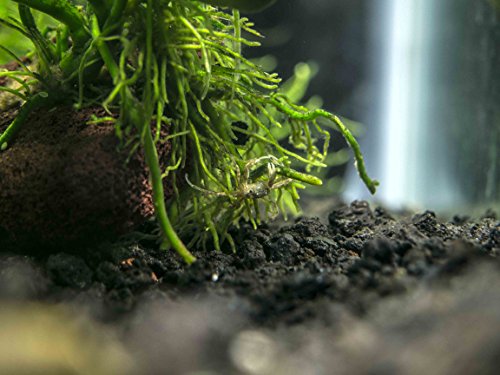 Aquatic Arts 10 Live Freshwater Micro Crabs (Limnopilos naiyanetri) Real Living Nano Tank Pet | Compatible with Dwarf Shrimp and Many Aquarium Fish - style: 10-CRABS