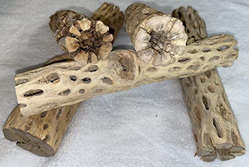 Awesome Aquatic XL Cholla Wood Tubes, Teddy Cane, 12" x 2–3" | XL Hideouts • Hollow tubes • Natural biofilm surface • Secure hideouts • Shrimp plecos hermit crabs reptiles • Natural décor - size: XL 12 in x 2-3 in Diameter