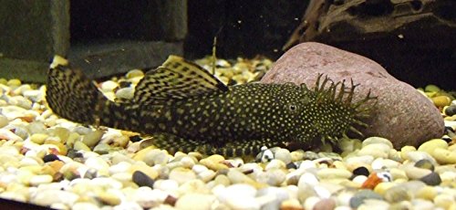 WorldwideTropicals Live Freshwater Aquarium Fish - 4" Bushynose Pleco Fish - 4" Bushynose Pleco (LDA 72) - by Live Tropical Fish - Great For Aquariums - Populate Your Fish Tank!