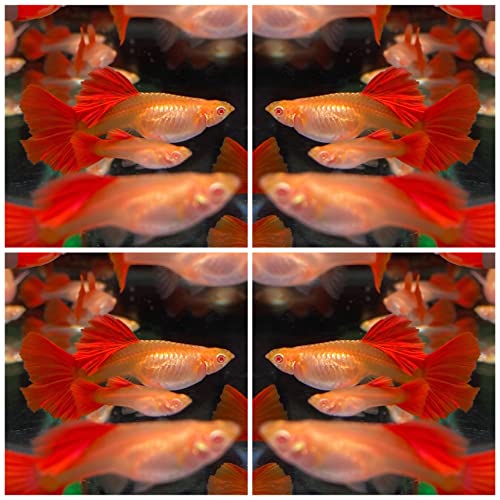 D&A Tropical Full RED Guppy - Abino Live Fish (1 Male, 2 Females) for Freshwater Aquariums