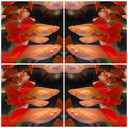 D&A Tropical Full RED Guppy - Abino Live Fish (1 Male, 2 Females) for Freshwater Aquariums