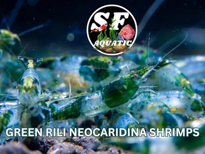 SF Aquatic™ 10 Green Rili High Grade Neocaridina Live Freshwater Aquarium Shrimps Fully Mature Breeding Age. Live Arrival Guarantee. - color: Green Rili, size: 10 Shrimps