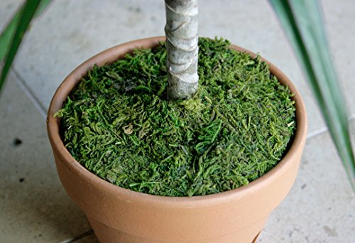 SuperMoss (26300) Moss Soil Toppers, Fresh Green, 6" (3 Units) - color: Fresh Green, size: 6" (3 units)