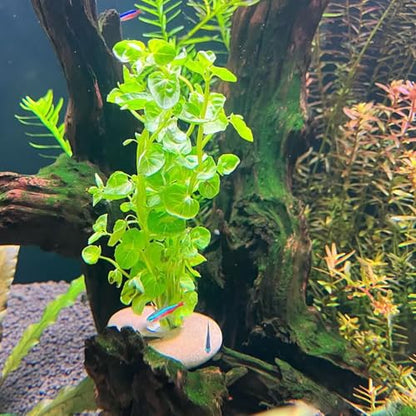 6 Pcs Natural River Stone Plant Weights for Aquarium, Pebble Aquatic Plants Fixed Ring, Aquarium Plant Anchors, Unique Shape & Size for Aquarium Landscape Decoration (0.79'' Hole Diameter)