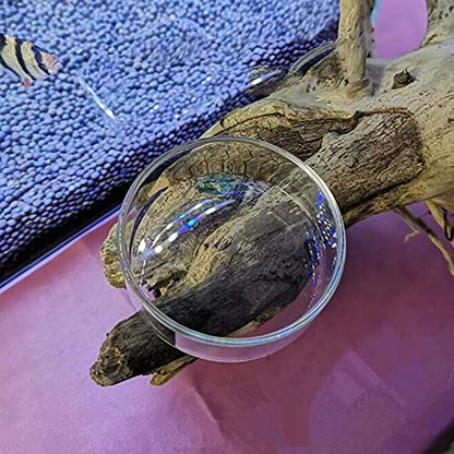 1PCS Aquarium Shrimp Feeding Dish, Glass Round Fish Feeder Bowl Reptiles Water Food Dish Clear Dishes Tray, 60mm - size: Round Bowl: 60MM