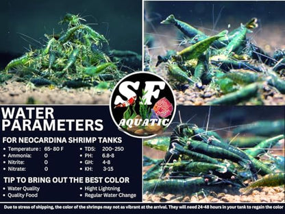 SF Aquatic™ 10 Green Diamond High Grade Neocaridina Live Freshwater Aquarium Shrimps Fully Mature Breeding Age. Live Arrival Guarantee. - color: Green Diamond, size: 10 Shrimps