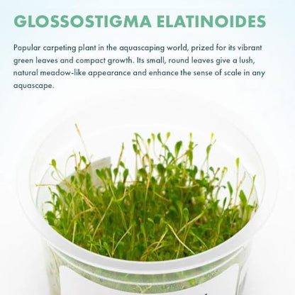 Live Plant - Glossostigma elatinoides - Foreground Carpeting Plant with Bright Green Leaves, Snail-Free in Vitro Aquarium Plant - Tissue Culture - color: Glossostigma Elatinoides