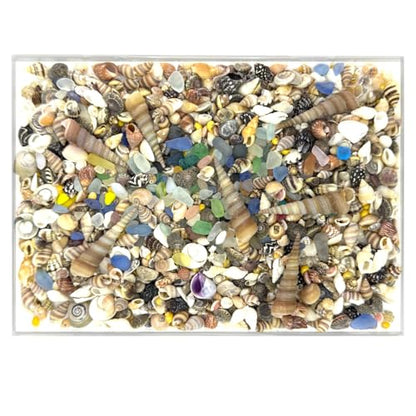 900 Pcs Sea Shells for Crafting,0.11-2.7in Mixed Mini Seashells with Sea Glass for Decorating,Small Shells for Craft,Beach Themed Party Wedding,Fish Tank Vase Filler (900pcs)