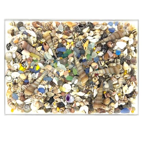 900 Pcs Mixed Mini Sea Shells with Sea Glass,0.11-2.7in | Craft Decor Supplies Natural Beach Craft Fillers, Ideal for Wedding Decor, Aquarium, Vase & DIY Handmade Projects