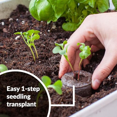 Jiffy Plant Germination Kit - Seedling Starter Trays with Seeds - 36 Cell 2 Pack - Plastic - style: 2 Greenhouse Kit and Cold Hardy Lettuce