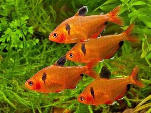 Guppy Sinking Granules Fish Food for Guppies, Endlers, Mollies, Platies, Swordtails, Groumis, Tetras, Catfish, Cichlids, All Community Tropical Fish…3.5oz Squeeze Bottle - size: 3.5 Ounce (Pack of 1)