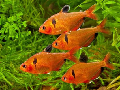 Guppy Sinking Granules Fish Food for Guppies, Endlers, Mollies, Platies, Swordtails, Groumis, Tetras, Catfish, Cichlids, All Community Tropical Fish…3.5oz Squeeze Bottle - size: 3.5 Ounce (Pack of 1)