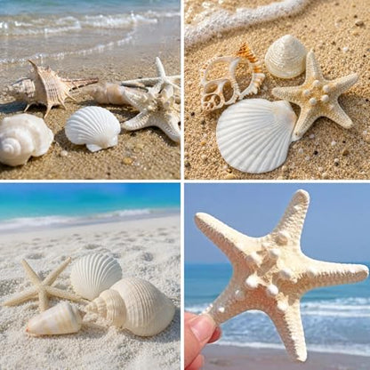 JQAQJU Sea Shells Mixed Ocean Seashells 20 Kinds, Starfish Seashells for Crafts, Various Sizes Natural Conch Sea Shells for Decorating, DIY Crafts, Vase Filler, Beach Party, Fish Tank, Home Wedding