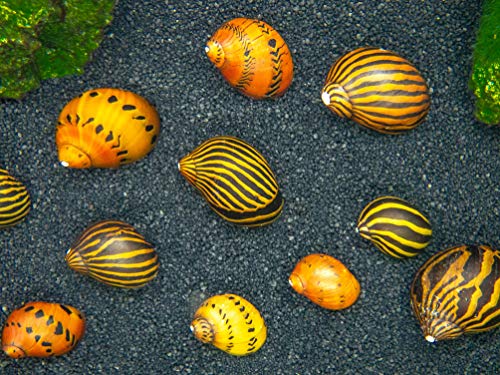 Aquatic Arts Nerite Snail Combo Pack: 1 Zebra, 1 Tiger | Substrate Clearer/Aquarium Filter | Safe in Tetra/Betta Fish Tanks - size: 1-SNAIL-EACH