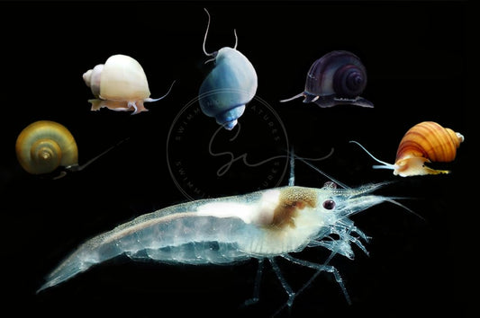 Swimming Creatures 10 Snowball Neocaridina Shrimps with 3 Assorted Mystery Snails, Freshwater Aquarium, 100% Live Arrival Guarantee
