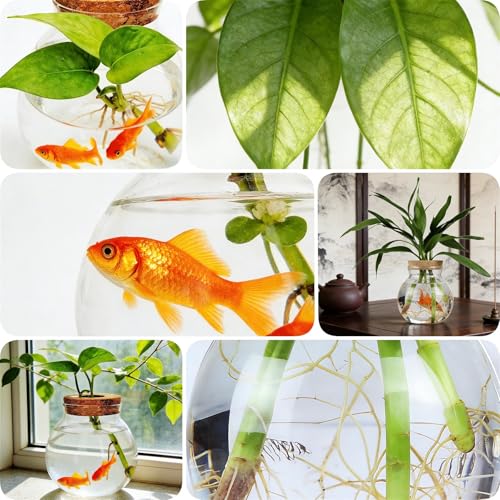 Small Fish Bowl, Cute Betta Tank, High Clear Fish Glass Bowl, Desktop Mini Aquarium Vases for Betta Fish and Hydroponic Plants, Plants Propagation Station, Home Office Table Decorations