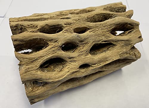 Awesome Aquatic 6 in x 2-3” Thick XL Teddy Bear/Chain Fruit/Buckhorn/Staghorn Cholla Wood Hollow Tube Wood Cactus Skeleton Tubes Thick/Diameter (6 in x 2-3 in Diameter) | XL Hideouts • Hollow tubes • Natural biofilm surface • Secure hideouts • Shrimp plec