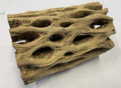 Awesome Aquatic 6 in x 2-3” Thick XL Teddy Bear/Chain Fruit/Buckhorn/Staghorn Cholla Wood Hollow Tube Wood Cactus Skeleton Tubes Thick/Diameter (6 in x 2-3 in Diameter) | XL Hideouts • Hollow tubes • Natural biofilm surface • Secure hideouts • Shrimp plec