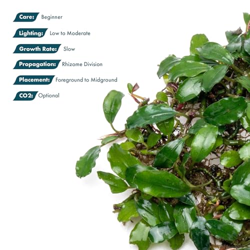 Bucephalandra Rainbow Frost Live Aquarium Plant - Natural Freshwater Fish Tank Decorations and Aquatic Decor (Small Clump (3-5 Plants))