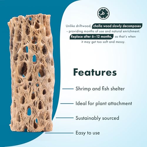 Natural Cholla Wood - Driftwood for Aquariums, Air Plant Base, Hermit Crab and Freshwater Shrimp Hideout, Fish Tank Decoration, Chinchilla Chews, Reptile Habitat Wood - 6 Inch, 3pc - size: 6 Inch, 3pc