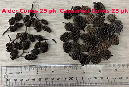 Awesome Aquatic 25 Casuarina Cones, Blackwater, Betta Shrimp Habitat | Larger than Alder Botanicals Natural tannins Blackwater habitat Leaf litter Longer lasting biofilm Natural décor Easy to use - size: 25 Pack Casuarina