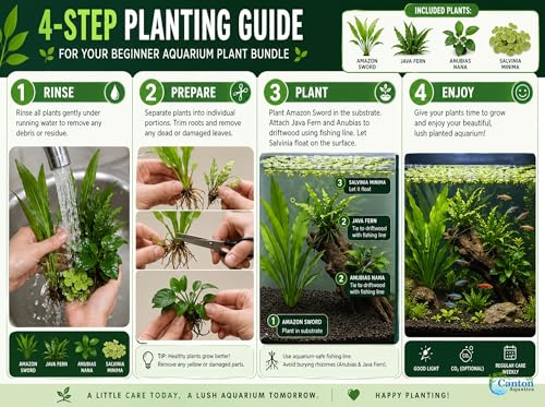 Assorted Mixed Plant Bundle | Live Aquarium Plant, Freshwater, Low | Medium | High Light