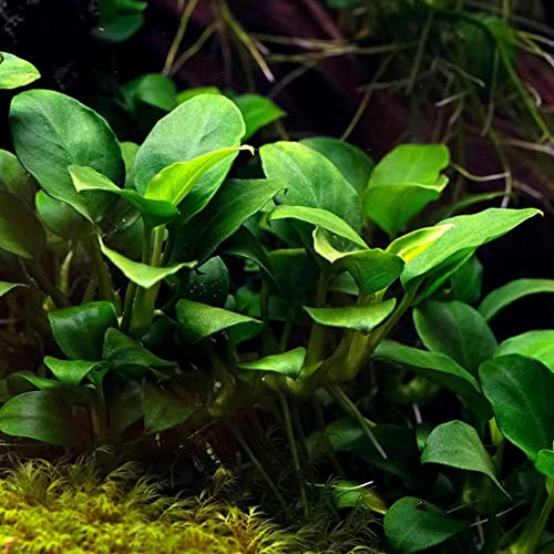 Potted Anubias Plants | Live Freshwater Aquatic Plants for Aquariums and Terrariums - Low Light, Low Maintenance Plants. (Potted Anubias VAR Nana) - color: Potted Anubias Var Nana