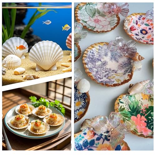 12PCS Large Natural Scallop Shells 4''-5'' White Sea Shells for DIY Craft Making, Hand Painting, Ocean Themed Party and Home Décor - size: XL-12pcs