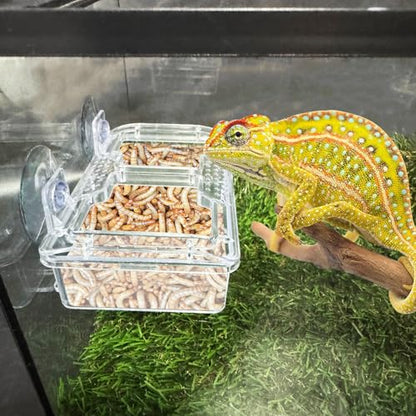 Hamiledyi Transparent Reptile Feeder with Suction Cup Separated Double Compartments Chameleon Bowl Gecko Live Worm Feeder Anti-Escape Reptile Supplies for Lizard Bearded Dragon (White, 2 Pcs) - color: White