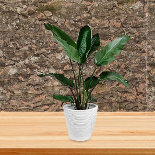 POPETPOP Reptile Cork Bark Background for Terrarium Natural Climbing Mat Decor for Gecko Tanks Safe Wear-Resistant Habitat Enhancement for Aquariums and Reptile Enclosures