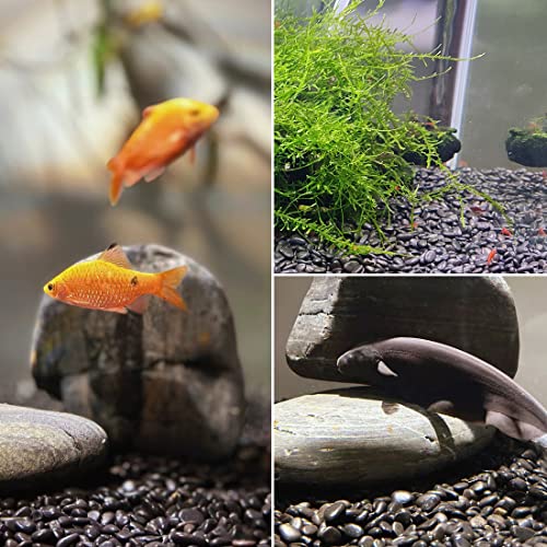 1-2.2 Inch Natural Polished Black River Rocks, 20LB Black Polished Pebbles for Garden Landscaping. Fish Tank Decorative River Rocks, Vase Filling Pebbles, Outdoor Decorative River Rocks - size: 20LB, style: Black