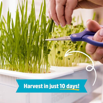 Back to the Roots Indoor Aquaponic Garden - 3 Gallon Self Watering, Mess-Free Planter and Self-Cleaning Fishtank for Herbs, Microgreens, Bamboo, Succulents, and Houseplants, support Fish - size: Deluxe, style: Aquaponic Fish Tank