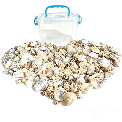 Tiny sea shells & 30 Tiny Starfish Decor Mixed Ocean Beach Spiral Seashells for Home Decor,Wedding Decor, Beach Decor, DIY Fish Tank and vase filler & decorative basket fillers (0.45"-1.35") - size: 0.45"-1.35"
