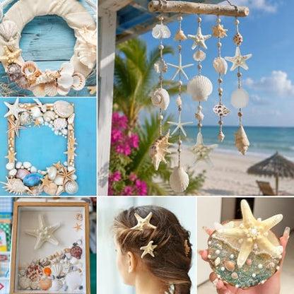 JQAQJU Sea Shells Mixed Ocean Seashells 20 Kinds, Starfish Seashells for Crafts, Various Sizes Natural Conch Sea Shells for Decorating, DIY Crafts, Vase Filler, Beach Party, Fish Tank, Home Wedding