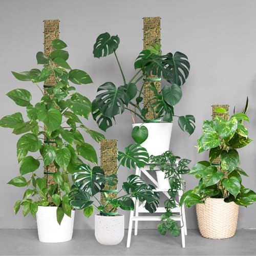 60"/40"/24" Metal Moss Pole, D Shape Sphagnum Moss Pole, Moss Poles for Climbing Plants, Monstera, Indoor Climbing Plants (6Pcs 24") - style: 6Pcs 24"