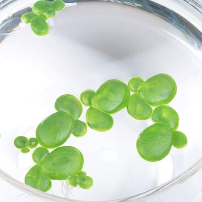 18 Pack Artificial Mini Duckweed with Root, Artificial Floating Plant Plastic Aquarium Simulation Floating Plants for Aquarium Tank Decor