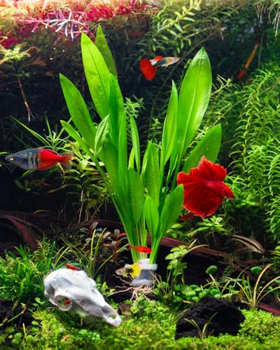Live Plant - Amazon Sword (Echinodorus Bleheri) - Beginner Friendly, Easy Care, Medium Light, Midground to Background Placement - Freshwater Aquarium Decoration - 1 Bunch (4-5 Plants) - color: Ech. Bleheri, size: 2 Pots