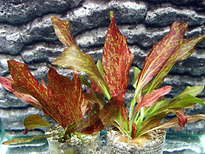 Potted Live Aquarium Plants | Freshwater Aquatic Plants for Aquariums (Red Flame Sword) - color: Red Flame Sword