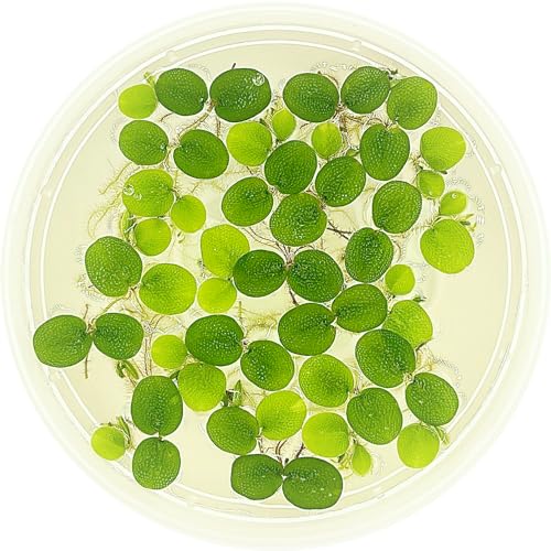 Water Spangle, Salvinia Minima, Live Aquarium/Aquatic/Freshwater/Floating/Pond Plant/Planted Tank/Aquascaping/Paludarium by Aquarium Plant Center (6 Plants, 30+ Leaves) - style: 6 Plants, 30+ Leaves