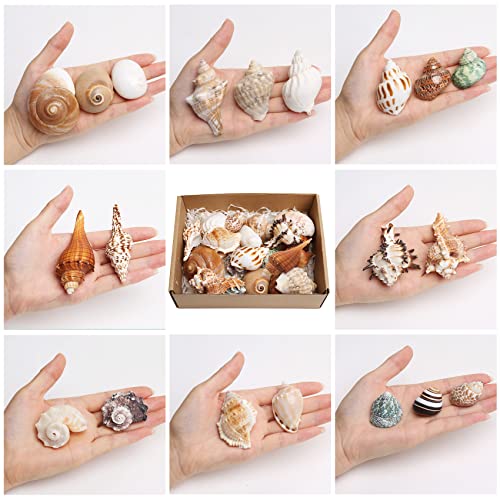 21PCS Hermit Crab Shells Large Medium Small | Sea Conch Size 1.2" - 3.9", Opening Size 0.5" - 2" | Growth Turbo Seashells for Natural Hermit Crab Supplies