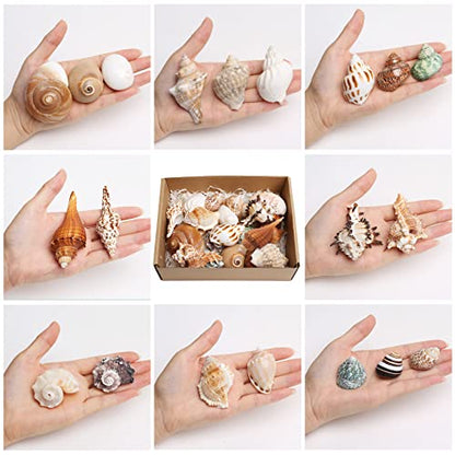 21PCS Hermit Crab Shells Large Medium Small | Sea Conch Size 1.2" - 3.9", Opening Size 0.5" - 2" | Growth Turbo Seashells for Natural Hermit Crab Supplies