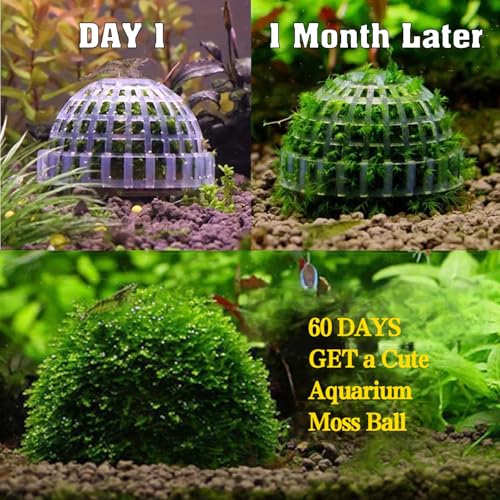 Java Moss | Vesicularia Ferriei Live Aquarium Plant, 10 Square Inch Flame Moss, with 1x Ball Holder, Freshwater Live Plants Shaping Filter