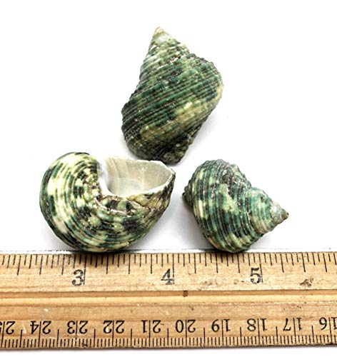 PEPPERLONELY Silver Mouth Green Turbo Hermit Crab Sea Shells, 8 OZ Apprx. 4/3 Inch ~ 1-4/3 Inch - color: 15#. Green, 3/4" ~ 2"